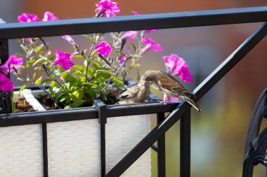 Bülbül yavrusunu çiçeklerle beslerken. Genç bir kuş ebeveynlerinden yiyecek ister. Erkek yavrusunu besler.