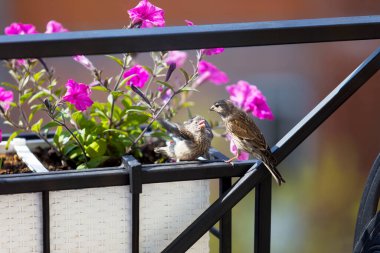 Bülbül yavrusunu çiçeklerle beslerken. Genç bir kuş ebeveynlerinden yiyecek ister. Erkek yavrusunu besler.