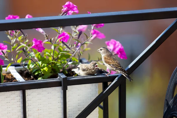 Bülbül yavrusunu çiçeklerle beslerken. Genç bir kuş ebeveynlerinden yiyecek ister. Erkek yavrusunu besler.