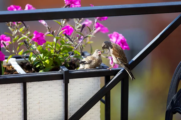 Bülbül yavrusunu çiçeklerle beslerken. Genç bir kuş ebeveynlerinden yiyecek ister. Erkek yavrusunu besler.