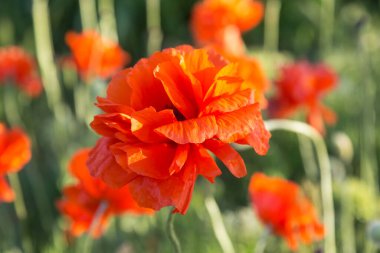 Baharda tarlada güzel kırmızı gelincikler