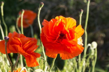 Baharda tarlada güzel kırmızı gelincikler