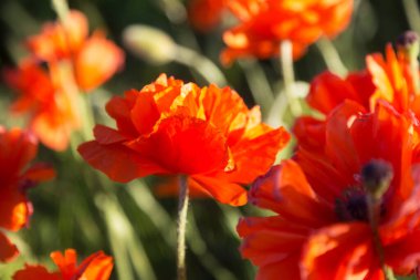 Baharda tarlada güzel kırmızı gelincikler