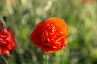 Baharda tarlada güzel kırmızı gelincikler