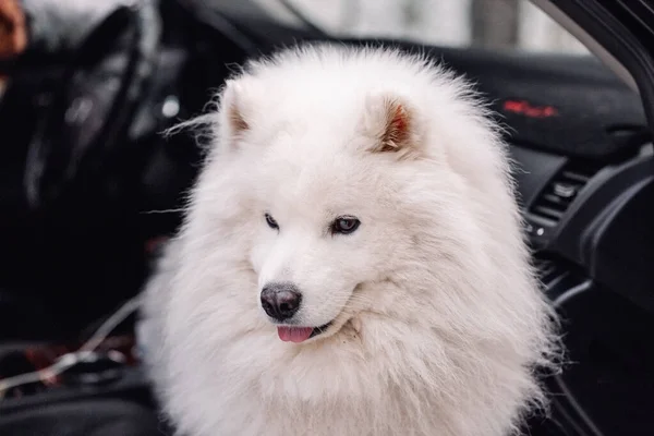 Samoyed köpeği arabada oturuyor.