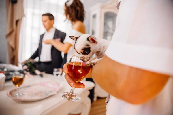Camdan içen küçük bir teriyer. Ellerinin üzerinde oturan ve şarap kadehinden şarap yalayan küçük köpek.