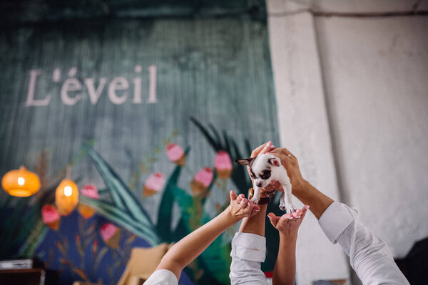 Мужчина и женщина держат маленькую собаку. Маленький игрушечный терьер, стоящий на руках на зеленом и белом фоне
