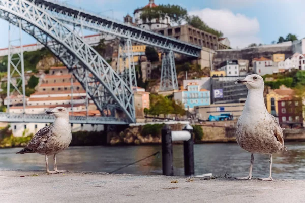 Porto gezinti güvertesinde yürüyen martılar. Martı, Porto köprüsü arkaplanını kapatır