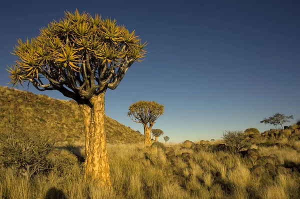 titrek ağaçlar dev oyun alanı namibya