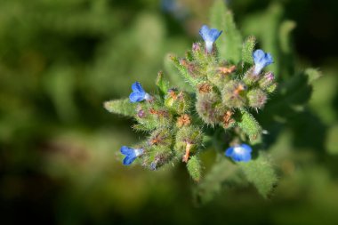 İlkbaharda yabani çiçekler ve mavi gökyüzü 