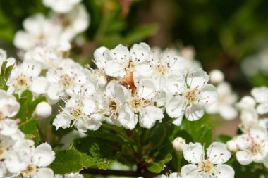 İlkbaharda beyaz çiçek açar
