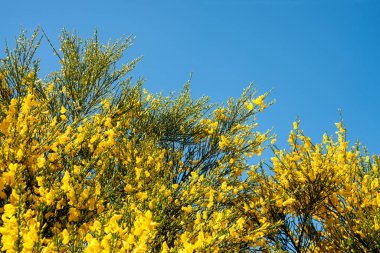 Sarı süpürge ve mavi gökyüzü