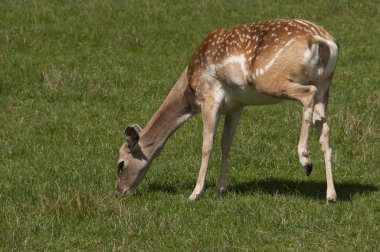 Çimlerde genç geyik