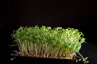 Bahar kırmızı turp ve terede taze yiyecek.