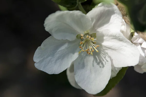 İlkbaharda beyaz çiçek açar