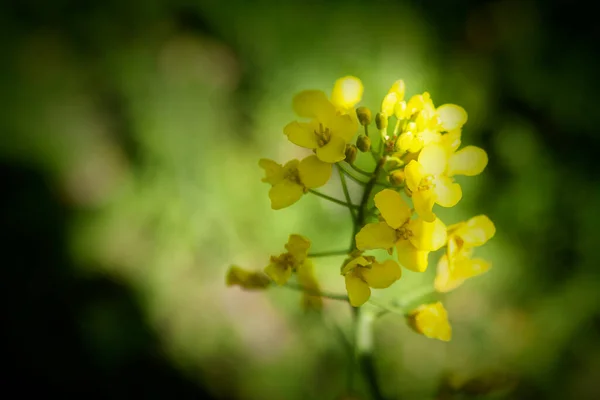 İlkbaharda yabani çiçekler ve mavi gökyüzü 