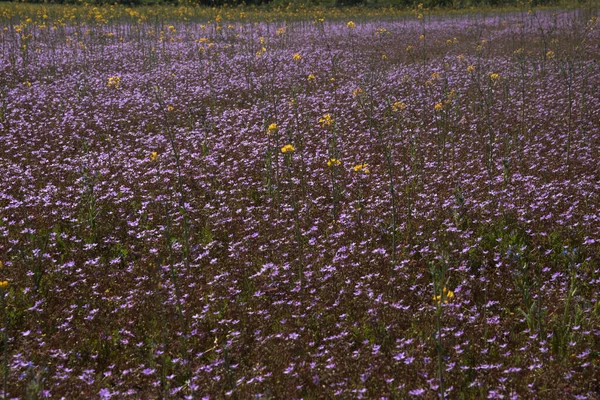 Violetta Blommor Ett Fält Våren — Stockfoto