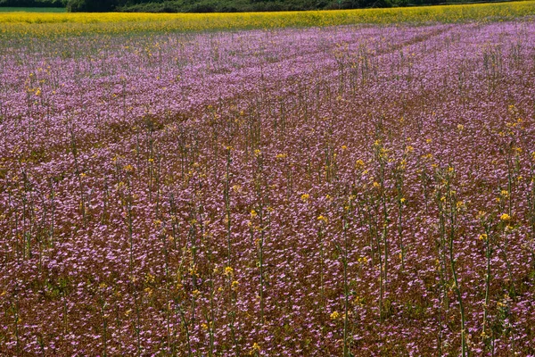 Baharda bir tarlada mor çiçekler