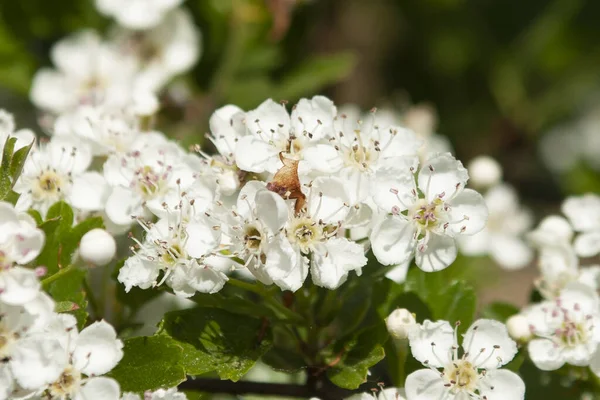 İlkbaharda beyaz çiçek açar