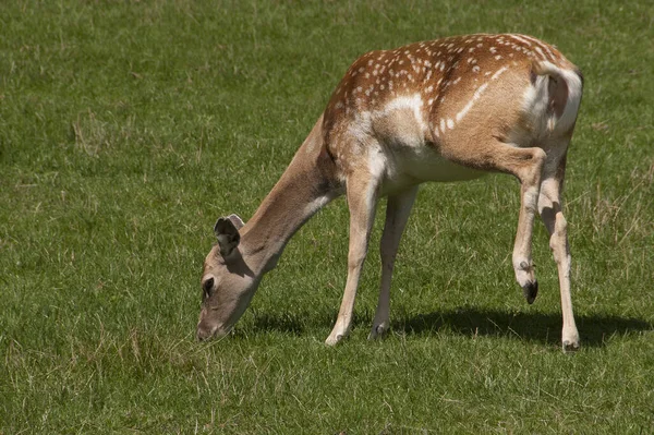 Çimlerde genç geyik