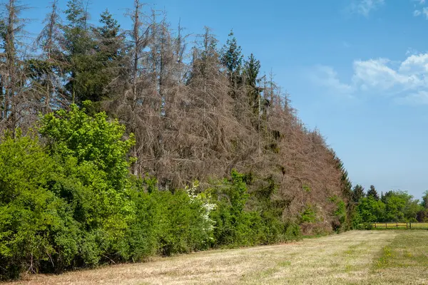 Kurak bir yaz iklimi sonrasında zarar gören ağaçlar