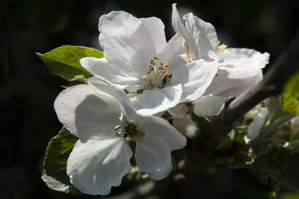 Weiße Blüte Frühling lizenzfreie Stockbilder