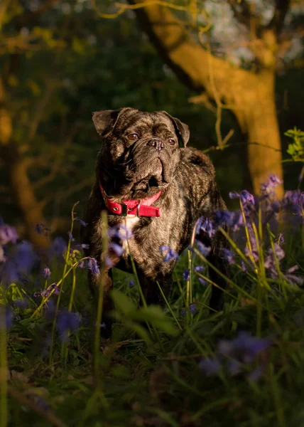Fransız Bulldog haçı ve Frug olarak bilinen Pug 'ın fotoğrafları.