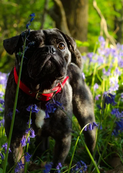 Fransız Bulldog haçı ve Frug olarak bilinen Pug 'ın fotoğrafları.
