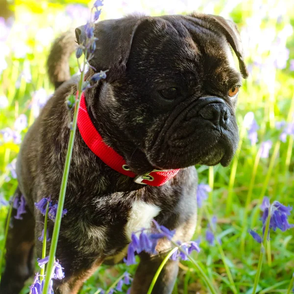 Fransız Bulldog haçı ve Frug olarak bilinen Pug 'ın fotoğrafları.