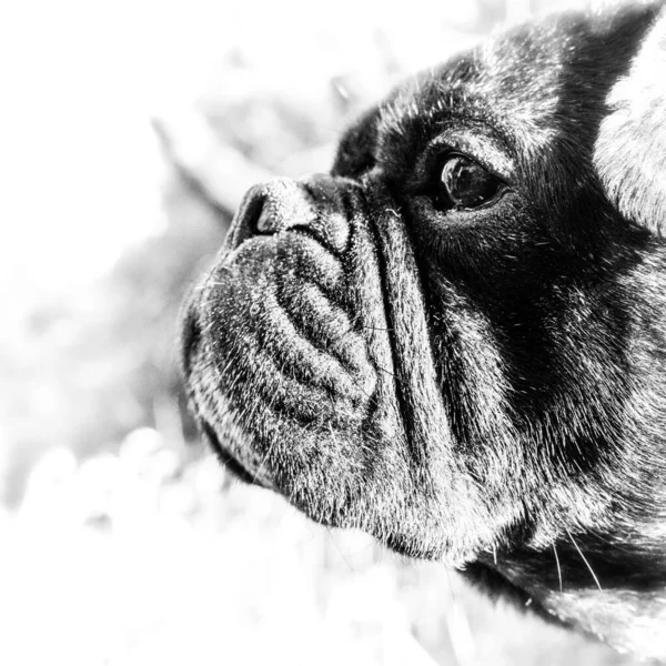 Fransız Bulldog haçı ve Frug olarak bilinen Pug 'ın fotoğrafları.