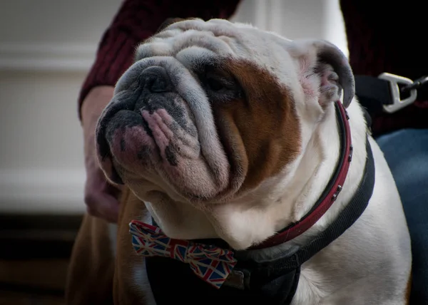 İngiliz Bulldog papyon takıyor