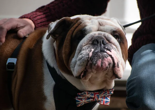 İngiliz Bulldog papyon takıyor