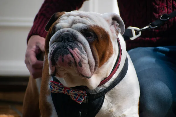 İngiliz Bulldog papyon takıyor