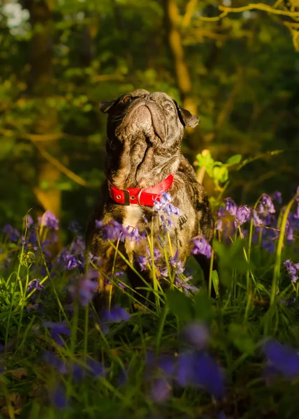 Fransız Bulldog haçı ve Frug olarak bilinen Pug 'ın fotoğrafları.
