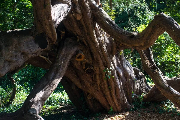 Багажник больших старых деревьев в солнечном свете — стоковое фото