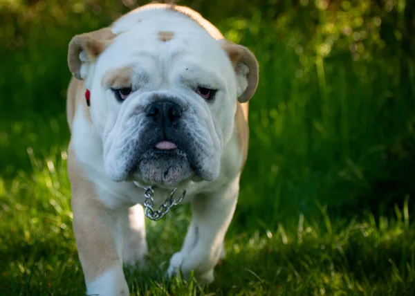 İngiliz Bulldog dışarıda yeşil çimlerin üzerinde duruyor.