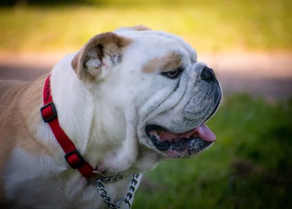 İngiliz Bulldog dışarıda yeşil çimlerin üzerinde duruyor.