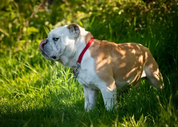 İngiliz Bulldog dışarıda yeşil çimlerin üzerinde duruyor.