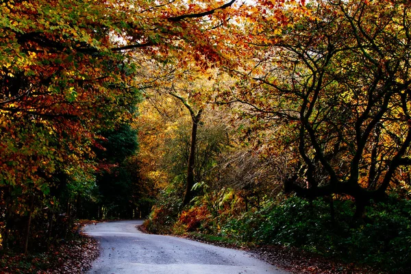 Camino que conduce a través de algunas hojas otoñales en un árbol bueno para una toma de fondo —  Fotos de Stock