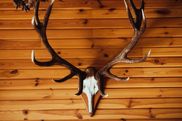 Deer antler på väggen — Stockfoto