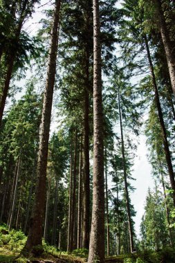 Güzel Orman ağaçları. doğa yeşil ahşap güneş ışığı arka planları