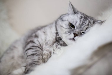 İngiliz kedisi halıda