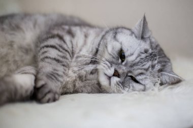 İngiliz kedisi halıda