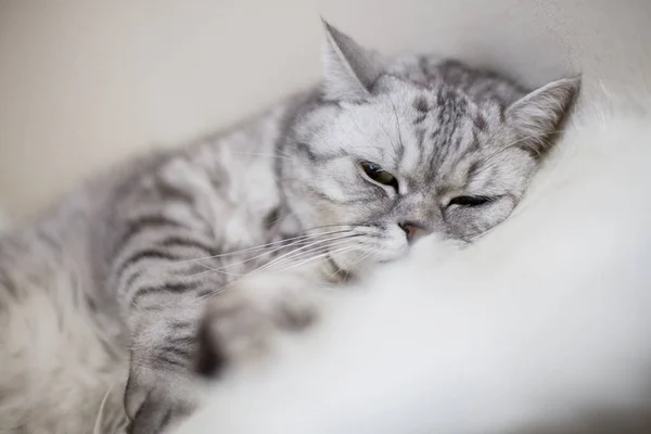 British Cat Carpet — Stock Photo, Image