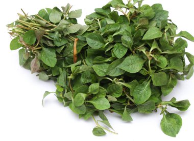 Besleyici Alternanthera seansı ya da Joyweed ıspanağı grubu