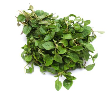 Besleyici Alternanthera seansı ya da Joyweed ıspanağı grubu