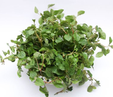 Besleyici Alternanthera seansı ya da Joyweed ıspanağı grubu