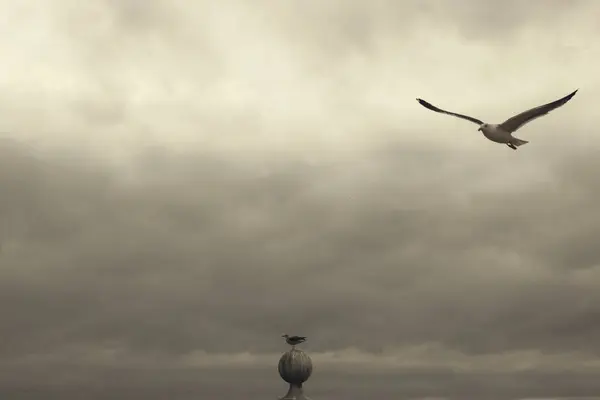 Uma Gaivota Voando Céu Nublado — Fotografia de Stock