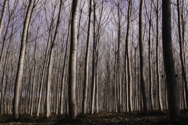 Kışın orman manzarasında yaprakları olmayan uzun ağaçlar.