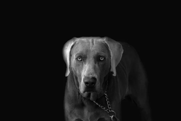 Χαμηλό Βασικό Πορτρέτο Ενός Γκρίζου Σκύλου — Φωτογραφία Αρχείου